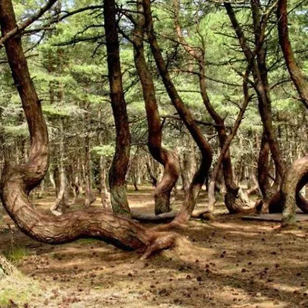 Forest Park 67 Апартаменты Авсаллар